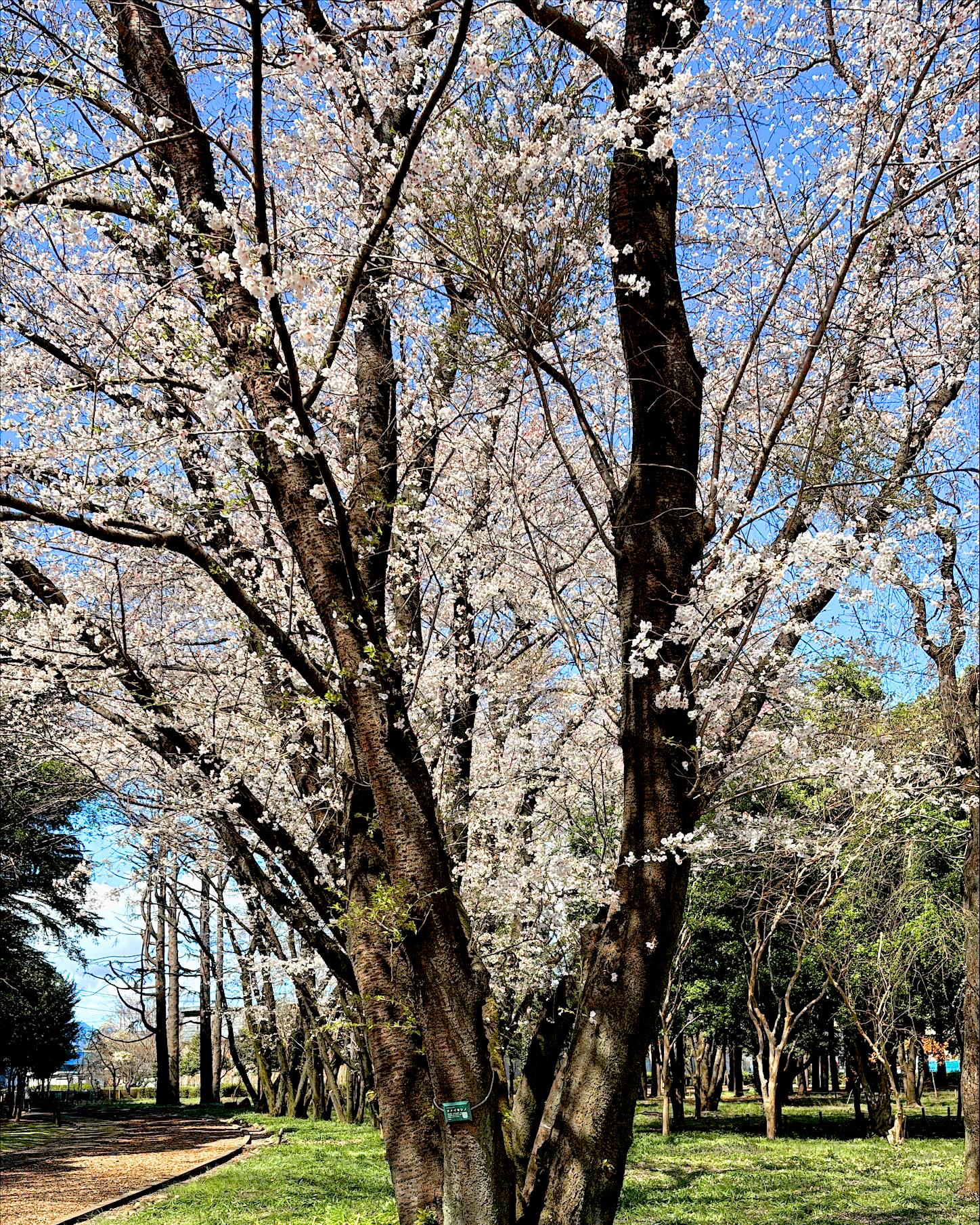 20230508-2 みずほエコパーク 桜満開