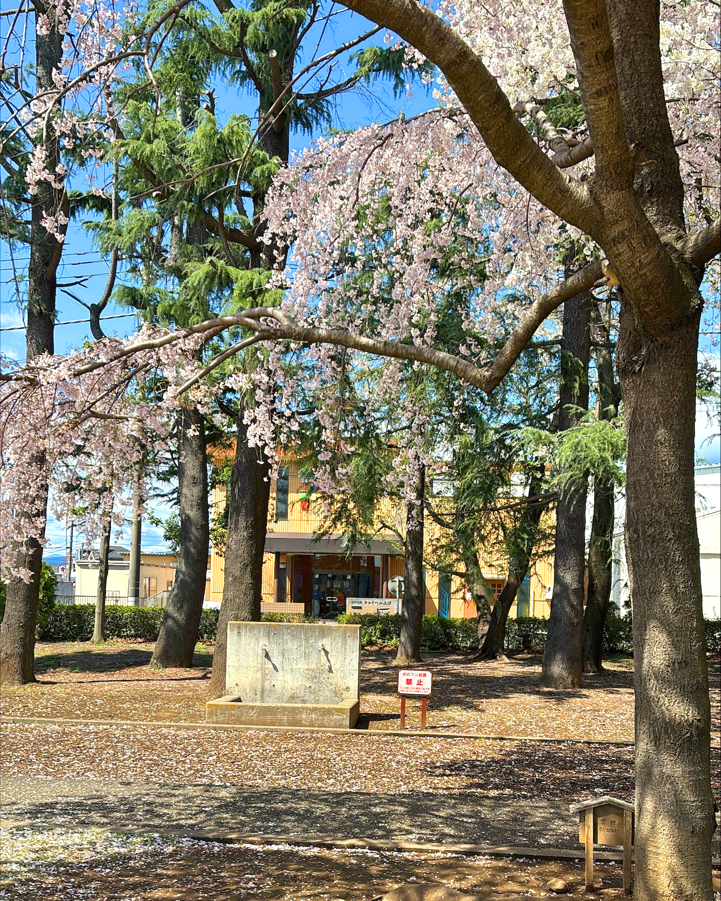 20250415-1 瑞穂工場と桜