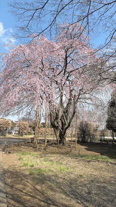 みずほエコパークの桜。（3月下旬撮影）