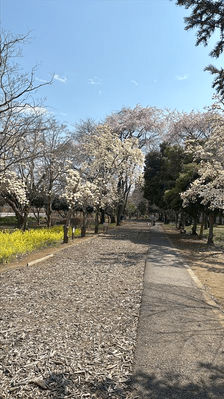 みずほエコパークの桜。（3月下旬撮影）