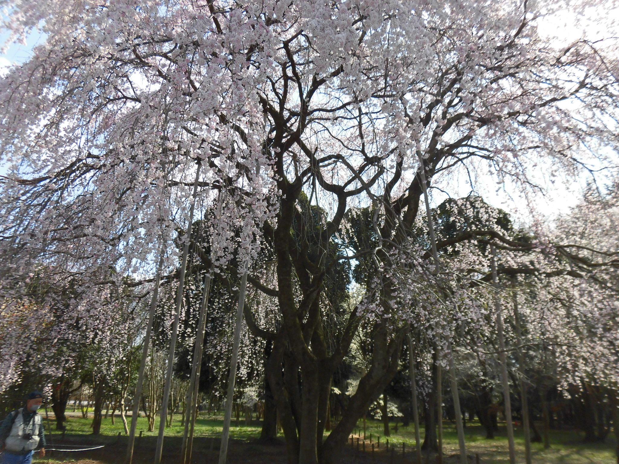 2023桜満開